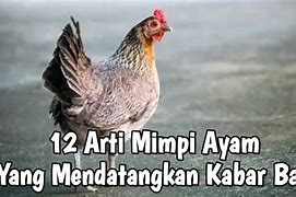 Arti Mimpi Ayam Menang