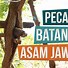 Harga Bonsai Asem Jawa Termahal